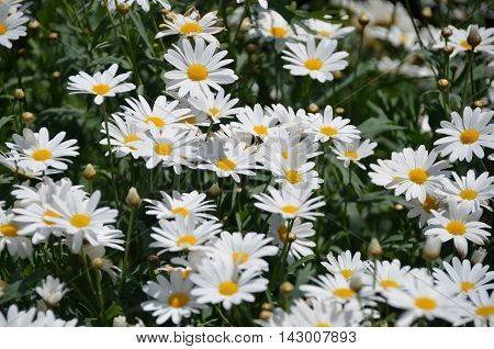 Lovely white Chrysanthemum garden under sun light