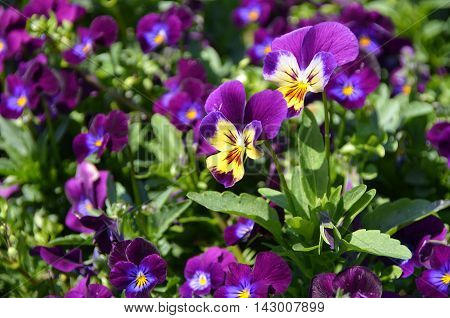 A bush of dark violet pansy under sun light