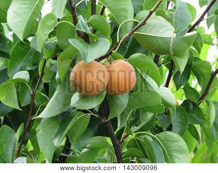 Nashi pears known also as apple pears hanging on the tree . Pyrus pyrifolia is a species of pear tree of the Rosaceae family native of East Asia