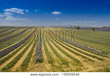 Lavender field in Provence south of France.
