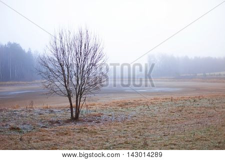 Bare tree on a field covered with hoar frost. Rural landscape with early morning mist.