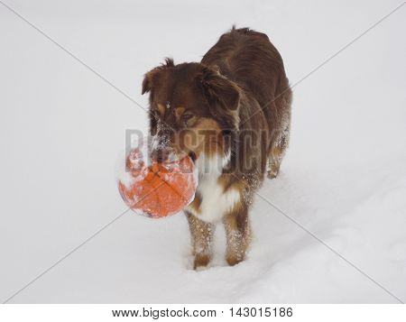 Young dog with a basketball in its mouth