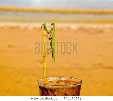 green praying mantis on a drinking straw on coffee cup. Mantis religiosa
