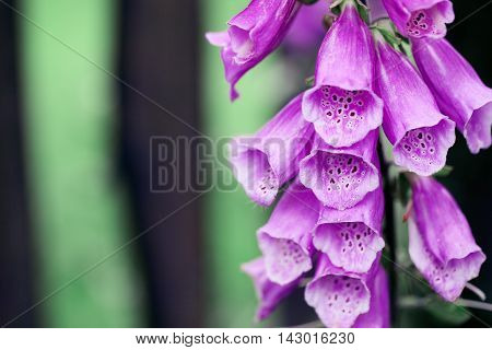 An Image Of A Campanula In Summer, Wooden Fence With Flowers