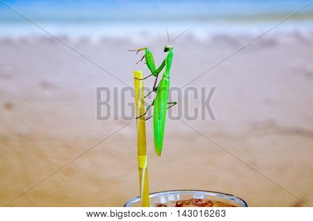 green praying mantis on a drinking straw on coffee cup. Mantis religiosa