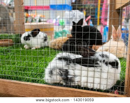 The Cute Little Fluffy Bunny.