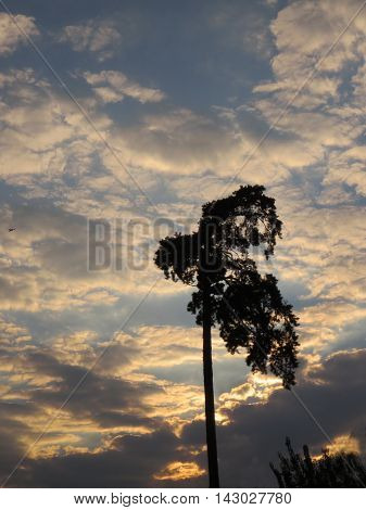 Lonely pine on the background of clouds and sky at sunset