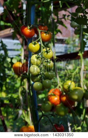 Ripe natural tomatoes growing on a branch in a greenhouse.