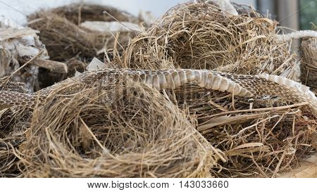 Birds Nest And Snake Skin