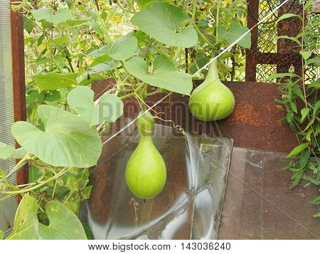 the lagenariya fruits growing on long lashes