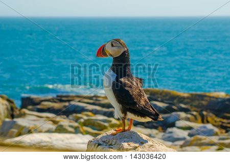 An Atlantic puffin standing on a rock with the blue ocean in the background