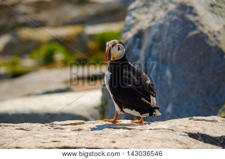 A close up portrait of an Atlantic puffin standing on a rock overlooking other puffins