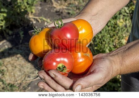 Tomato In Hands