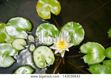 White Thai Lotus Flower at Bangkok Thailand