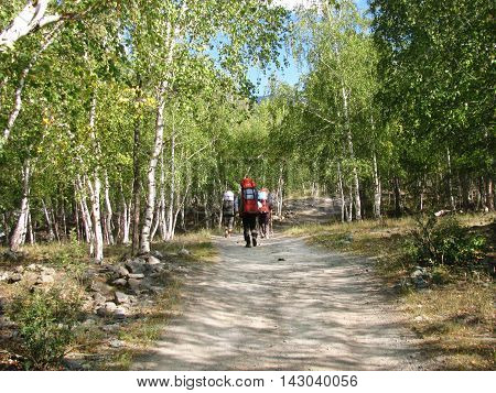 Tourists walking along the road between birches. Wild nature. Altai. Adventure Tour.