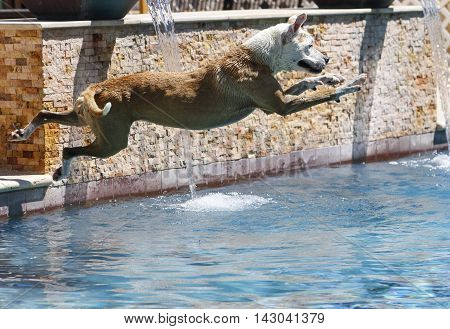 Dog caught mid-air over the water of the swimming pool