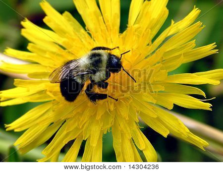 Fleissiges Bienchen