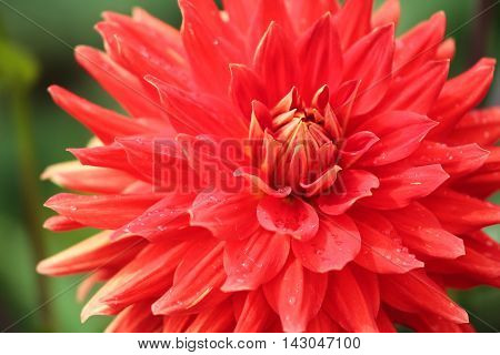 Macro of a white red dahlia - cultivar Vulkan