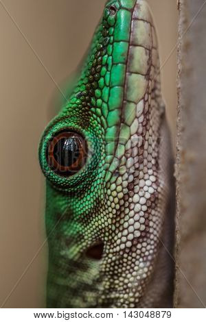 Close up shot of the head of gecko on the tree branch in a forest. Madagascar