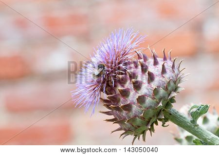 Bumble Bee Collecting Pollen On A Plant