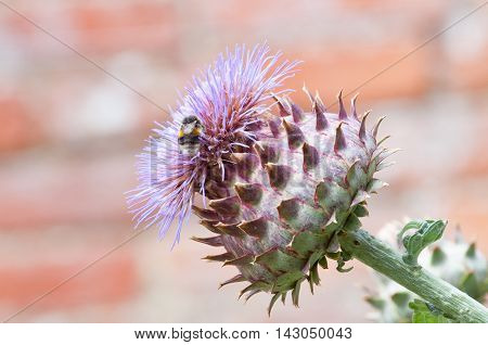 Bumble Bee Collecting Pollen On A Plant