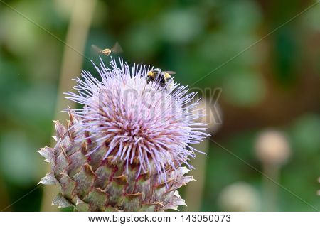 Bumble Bee Collecting Pollen On A Plant