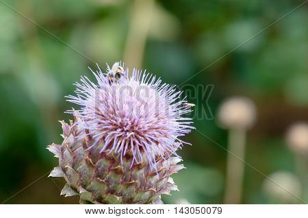 Bumble Bee Collecting Pollen On A Plant