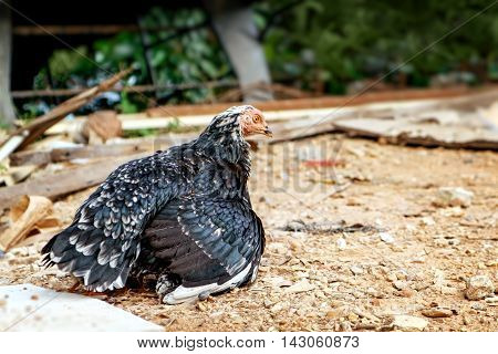 Black hen covers her chicks under her wings. Chickens in country yard.
