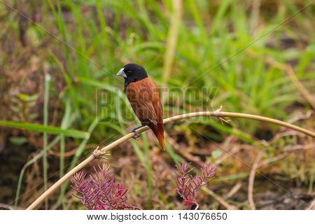 Chestnut Munia Perching On A Branch
