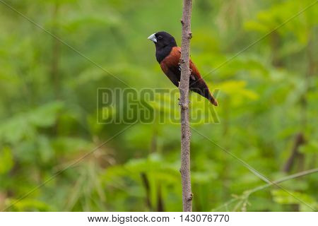 Chestnut Munia Perching On A Branch