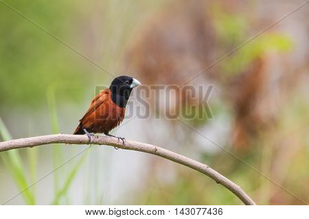 Chestnut Munia Perching On A Branch