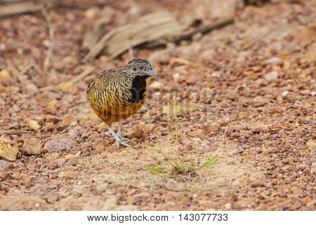 Beautiful Female Barred Buttonquail