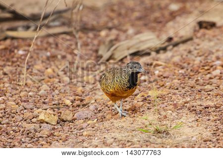 Beautiful Female Barred Buttonquail