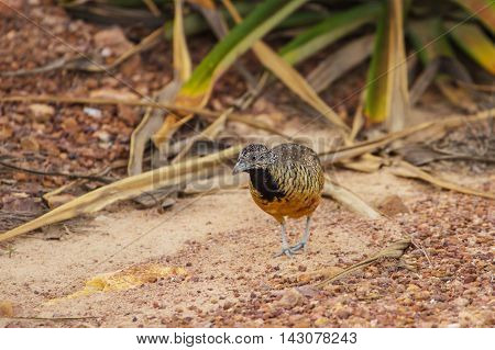 Beautiful Female Barred Buttonquail