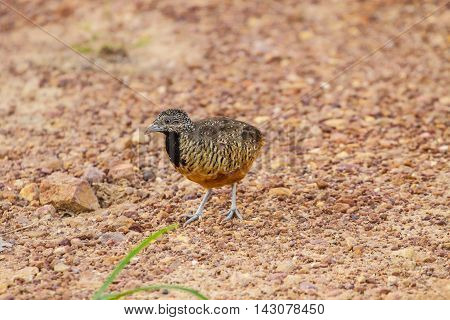 Beautiful Female Barred Buttonquail