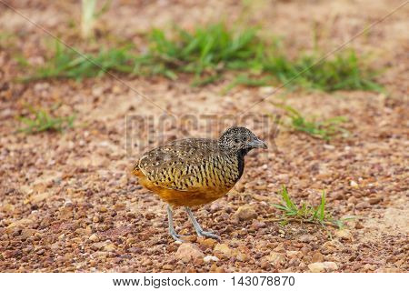 Beautiful Female Barred Buttonquail