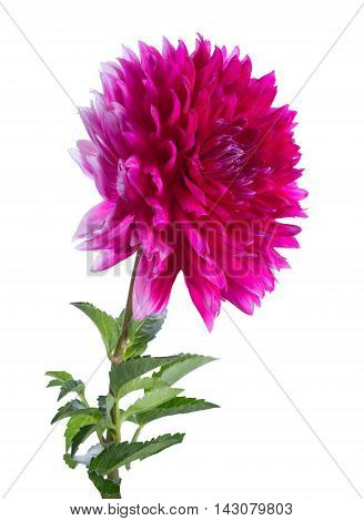 single pink dahlia on a long stalk with leaves isolated