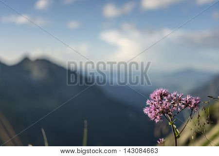 Beautiful mountain landscape behind single purple flower
