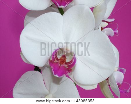 Close-up of a white Phalaenopsis orchid flower on a fuchsia background