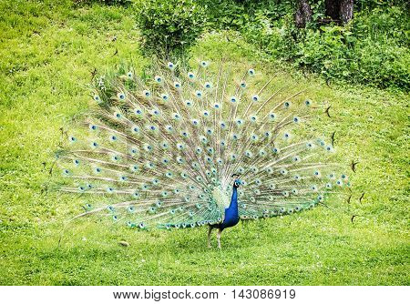 Indian peafowl - Pavo cristatus - male (peacock) displaying. Beauty in nature. Vibrant colors. Front view. Green grass.