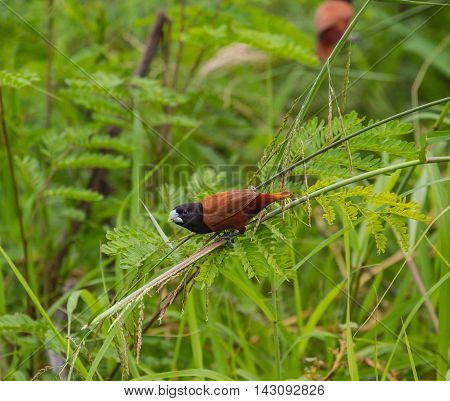 Chestnut Munia Perching On A Branch