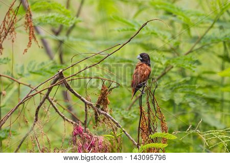 Chestnut Munia Perching On A Branch