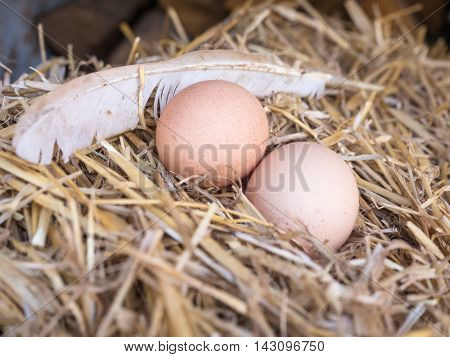 Close-up natural brown chicken eggs on a bed of straw with feather. Eggs on the roost close up with blurred background and the soft, selective focus