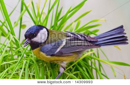 Kohlmeise, Parus Major