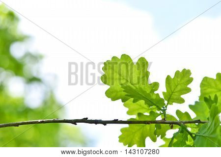 Fresh green oak leaves on branch with copy space. nature background.