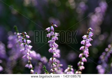 Flowers of the common heather (Calluna vulgaris)