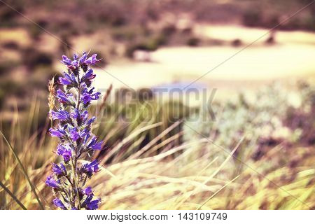 Toned image of purple flowers and defocused background with copy space.