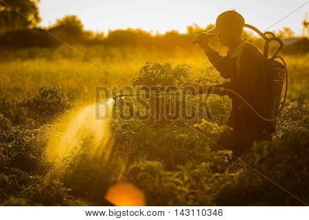 Farmers spraying accelerate flowering plants in the garden pepper sunset time.