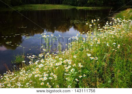 Beautiful rural water landscape with many camomiles at the bank of the small river