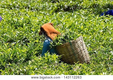 Coonoor , Tamil Nadu, India, March 22, 201 Unidentified woman collect tea from plantation